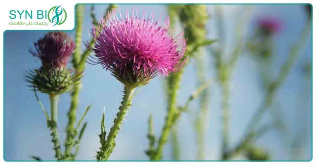 حليب الخرفيش "Milk Thistle"