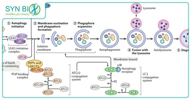علم البلعمة الذاتية (autophagy)